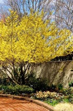 Yellow American Witch Hazel - Hamamelis Virginiana - 1 Gallon Pot 14 Yellow American Witch Hazel - Hamamelis Virginiana - 1 Gallon Pot -Deals Sapling Whisper Store Witch hazel Common American Yellow 5