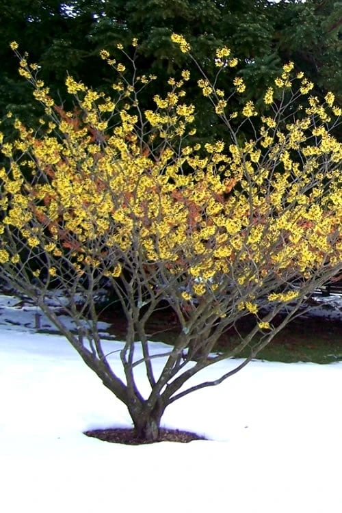Yellow American Witch Hazel - Hamamelis Virginiana - 1 Gallon Pot 11 Yellow American Witch Hazel - Hamamelis Virginiana - 1 Gallon Pot - Image 9