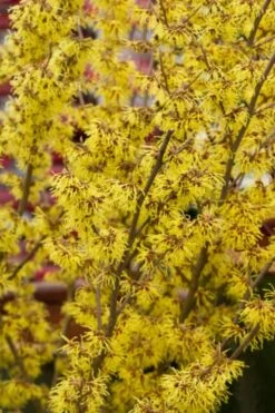 Yellow American Witch Hazel - Hamamelis Virginiana - 2.5 Gallon Pot -Deals Sapling Whisper Store Witch hazel Common American Yellow 9 2