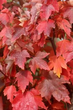 Native Red Maple Tree (Acer Rubrum) - 1 Gallon Pot -Deals Sapling Whisper Store acer rubrum red maple 3