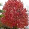 Native Red Maple Tree (Acer Rubrum) - 1 Gallon Pot -Deals Sapling Whisper Store acer rubrum red maple tree 2