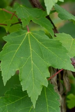 Native Red Maple Tree (Acer Rubrum) - 1 Gallon Pot -Deals Sapling Whisper Store acer rubrum red maple tree 3