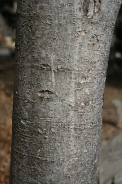 Native Red Maple Tree (Acer Rubrum) - 1 Gallon Pot -Deals Sapling Whisper Store acer rubrum red maple tree 4