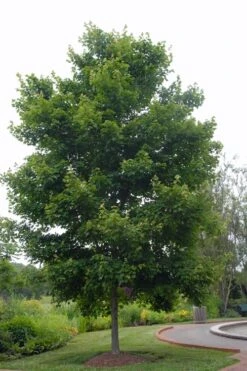 Native Red Maple Tree (Acer Rubrum) - 1 Gallon Pot -Deals Sapling Whisper Store acer rubrum red maple tree 5