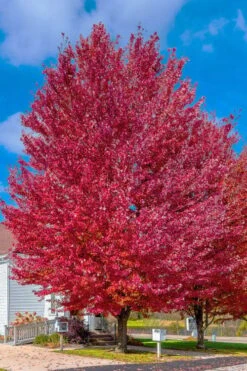 Native Red Maple Tree (Acer Rubrum) - 1 Gallon Pot -Deals Sapling Whisper Store acer rubrum red maple tree 6