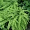 Northern Maidenhair Fern (Adiantum Pedatum) - 1 Gallon Pot 2 Northern Maidenhair Fern (Adiantum Pedatum) - 1 Gallon Pot -Deals Sapling Whisper Store adiantum pedatum northern maidenhair fern 1