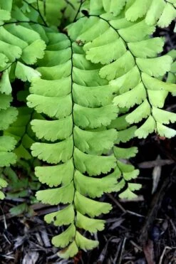 Northern Maidenhair Fern (Adiantum Pedatum) - 1 Gallon Pot -Deals Sapling Whisper Store adiantum pedatum northern maidenhair fern 2