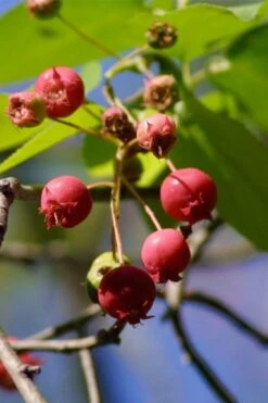 Downy Serviceberry Tree (Amelanchier Arborea) - 3 Pack Of 1.5 Quart Pots 16 Downy Serviceberry Tree (Amelanchier Arborea) - 3 Pack Of 1.5 Quart Pots -Deals Sapling Whisper Store amelanchier arborea downy serviceberry berries 1