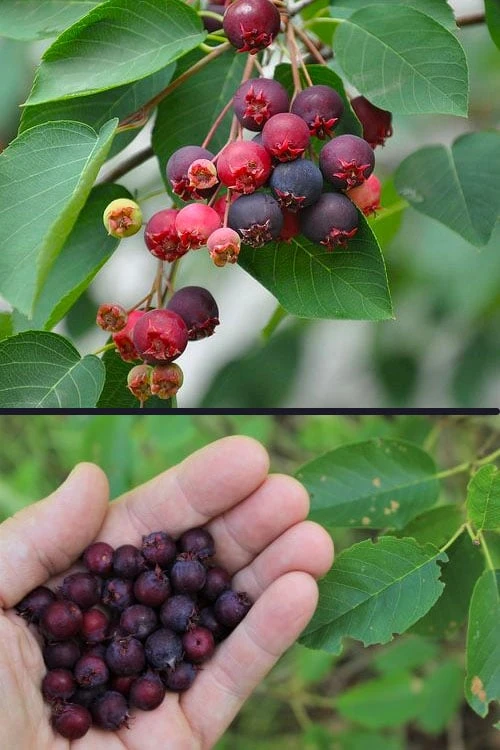 Downy Serviceberry Tree (Amelanchier Arborea) - 3 Pack Of 1.5 Quart Pots 8 Downy Serviceberry Tree (Amelanchier Arborea) - 3 Pack Of 1.5 Quart Pots - Image 6