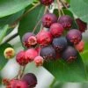 Downy Serviceberry Tree (Amelanchier Arborea) - 3 Pack Of 1.5 Quart Pots 2 Downy Serviceberry Tree (Amelanchier Arborea) - 3 Pack Of 1.5 Quart Pots -Deals Sapling Whisper Store amelanchier arborea downy serviceberry berries 4