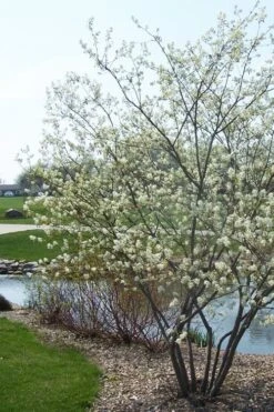 Downy Serviceberry Tree (Amelanchier Arborea) - 3 Pack Of 1.5 Quart Pots 22 Downy Serviceberry Tree (Amelanchier Arborea) - 3 Pack Of 1.5 Quart Pots -Deals Sapling Whisper Store amelanchier arborea downy serviceberry tree 2