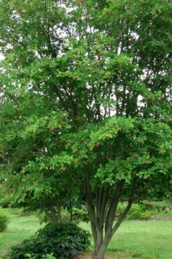 Downy Serviceberry Tree (Amelanchier Arborea) - 3 Pack Of 1.5 Quart Pots 21 Downy Serviceberry Tree (Amelanchier Arborea) - 3 Pack Of 1.5 Quart Pots -Deals Sapling Whisper Store amelanchier arborea downy serviceberry tree