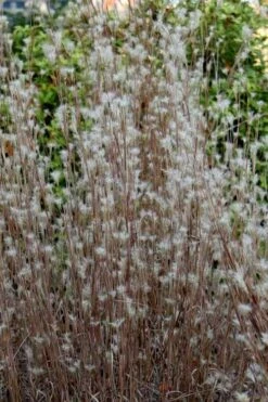 Black Mountain Bluestem Grass (Andropogon Ternarius) - 6 Pack Of 1 Gallon Pots -Deals Sapling Whisper Store andropogon ternarius black mountain bluestem grass 1