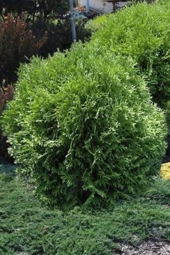 Tom Thumb Dwarf Globe Arborvitae - 3 Gallon Pot -Deals Sapling Whisper Store arborvitae thom thumb 11