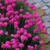 Splendens Sea Thrift (Armeria Maritima) - 5 Pack Of Quart Pots 1 Splendens Sea Thrift (Armeria Maritima) - 5 Pack Of Quart Pots -Deals Sapling Whisper Store armeria maritima splendens sea thrift 9