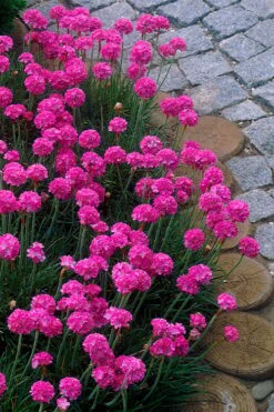 Splendens Sea Thrift (Armeria Maritima) - 5 Pack Of Quart Pots