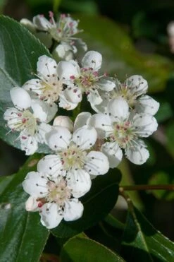 Red Chokeberry (Aronia Arbutifolia) - 3 Pack Of 1.5 Quart Pots 11 Red Chokeberry (Aronia Arbutifolia) - 3 Pack Of 1.5 Quart Pots -Deals Sapling Whisper Store aronia arbutifolia red chokeberry 1