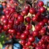 Red Chokeberry (Aronia Arbutifolia) - 3 Gallon Pot -Deals Sapling Whisper Store aronia arbutifolia red chokeberry 2 2