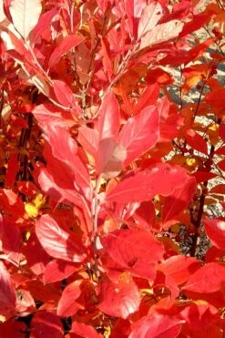 Red Chokeberry (Aronia Arbutifolia) - 3 Gallon Pot -Deals Sapling Whisper Store aronia arbutifolia red chokeberry 3 2