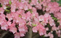 Amy Azalea - 3 Gallon Pot 10 Amy Azalea - 3 Gallon Pot -Deals Sapling Whisper Store azalea amy 8