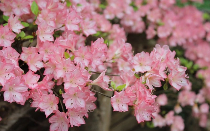 Amy Azalea - 3 Gallon Pot 6 Amy Azalea - 3 Gallon Pot - Image 4