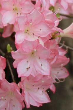 Amy Azalea - 3 Gallon Pot 11 Amy Azalea - 3 Gallon Pot -Deals Sapling Whisper Store azalea amy 9