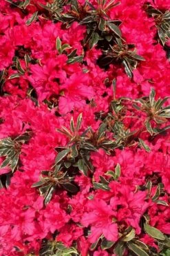 Arctic Rose Azalea - 3 Gallon Pot 13 Arctic Rose Azalea - 3 Gallon Pot -Deals Sapling Whisper Store azalea arctic rose 3
