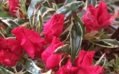 Arctic Rose Azalea - 3 Gallon Pot 12 Arctic Rose Azalea - 3 Gallon Pot -Deals Sapling Whisper Store azalea arctic rose 4