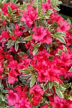Arctic Rose Azalea - 3 Gallon Pot 11 Arctic Rose Azalea - 3 Gallon Pot -Deals Sapling Whisper Store azalea arctic rose 5