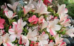 Astronaut Azalea - 3 Gallon Pot 13 Astronaut Azalea - 3 Gallon Pot -Deals Sapling Whisper Store azalea astronaut 3 2