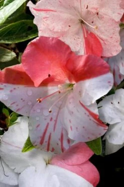 Astronaut Azalea - 3 Gallon Pot 12 Astronaut Azalea - 3 Gallon Pot -Deals Sapling Whisper Store azalea astronaut 4 2