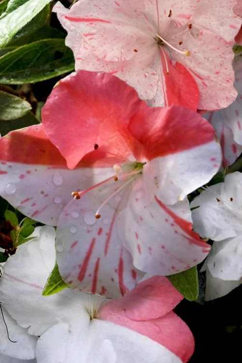 Astronaut Azalea - 3 Gallon Pot 7 Astronaut Azalea - 3 Gallon Pot - Image 5