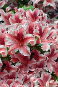 Ben Morrison Azalea - 2 Gallon Pot -Deals Sapling Whisper Store azalea ben morrison 1 1