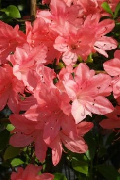 Blaauw's Pink Azalea - 3 Gallon Pot -Deals Sapling Whisper Store azalea blaauws pink 6