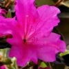 Echo Bloom 'N Again Azalea - 2 Gallon Pot -Deals Sapling Whisper Store azalea bloom n again augusta echo 6