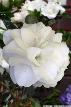 Snowball Bloom 'N Again Azalea - 2 Gallon Pot 11 Snowball Bloom 'N Again Azalea - 2 Gallon Pot -Deals Sapling Whisper Store azalea bloom n again snowball 13