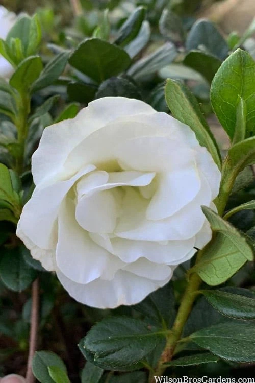 Snowball Bloom 'N Again Azalea - 2 Gallon Pot 8 Snowball Bloom 'N Again Azalea - 2 Gallon Pot - Image 6