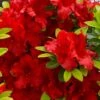 Buccaneer Red Azalea (Glenn Dale Hydrid) - 2 Gallon Pot -Deals Sapling Whisper Store azalea buccaneer 1