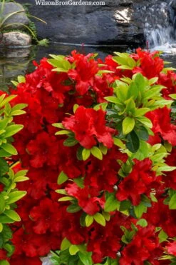 Buccaneer Red Azalea (Glenn Dale Hydrid) - 2 Gallon Pot -Deals Sapling Whisper Store azalea buccaneer 2