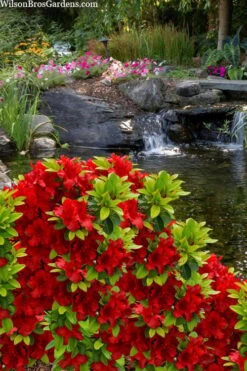 Buccaneer Red Azalea (Glenn Dale Hydrid) - 2 Gallon Pot -Deals Sapling Whisper Store azalea buccaneer 3