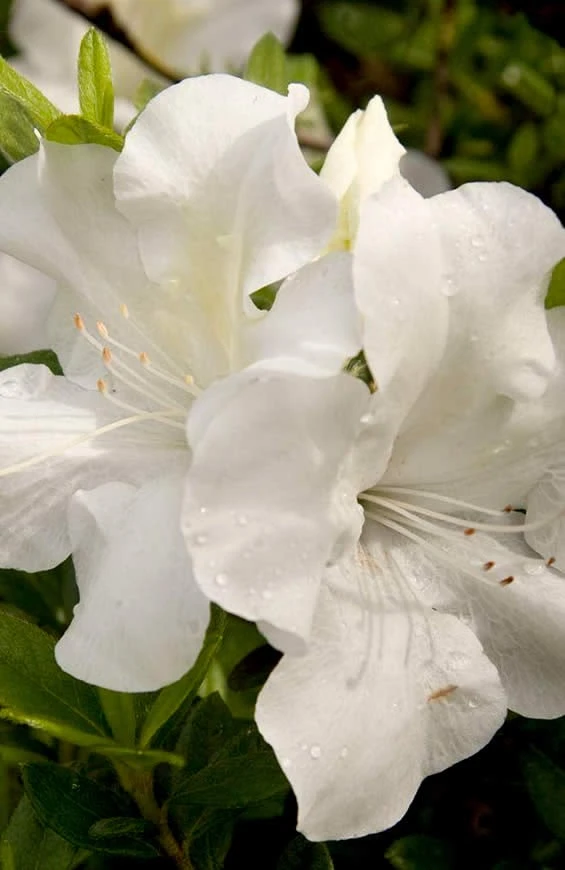 Autumn Ivory Encore Azalea - 1 Gallon Pot 3 Autumn Ivory Encore Azalea - 1 Gallon Pot