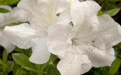 Autumn Ivory Encore Azalea - 1 Gallon Pot 11 Autumn Ivory Encore Azalea - 1 Gallon Pot -Deals Sapling Whisper Store azalea encore autumn ivory 20