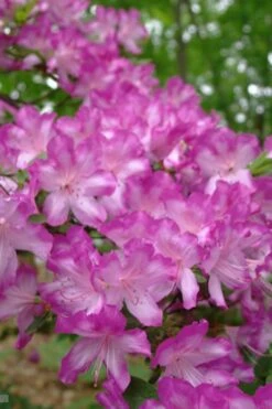 Fawn Azalea - 2 Gallon Pot -Deals Sapling Whisper Store azalea fawn 6