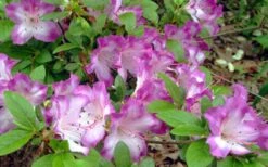 Fawn Azalea - 2 Gallon Pot -Deals Sapling Whisper Store azalea fawn 7