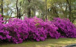 Formosa Southern Indica Azalea - 3 Gallon Pot -Deals Sapling Whisper Store azalea formosa hedge 1