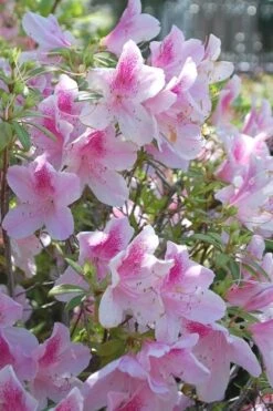 George L. Taber Southern Indica Azalea - 3 Gallon Pot 11 George L. Taber Southern Indica Azalea - 3 Gallon Pot -Deals Sapling Whisper Store azalea george taber 11