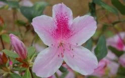 George L. Taber Southern Indica Azalea - 3 Gallon Pot 13 George L. Taber Southern Indica Azalea - 3 Gallon Pot -Deals Sapling Whisper Store azalea george taber 13