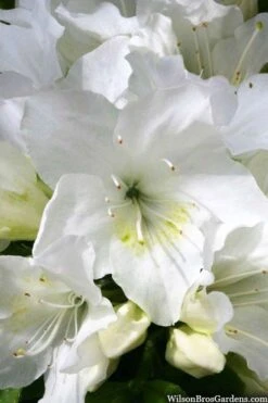 Girard's Pleasant White Azalea - 1 Gallon Pot -Deals Sapling Whisper Store azalea girards pleasant white 21