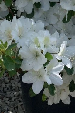 Girard's Pleasant White Azalea - 1 Gallon Pot -Deals Sapling Whisper Store azalea girards pleasant white 22