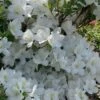 Girard's Pleasant White Azalea - 1 Gallon Pot -Deals Sapling Whisper Store azalea girards pleasant white 23